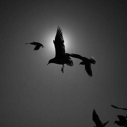 Photo #4382064