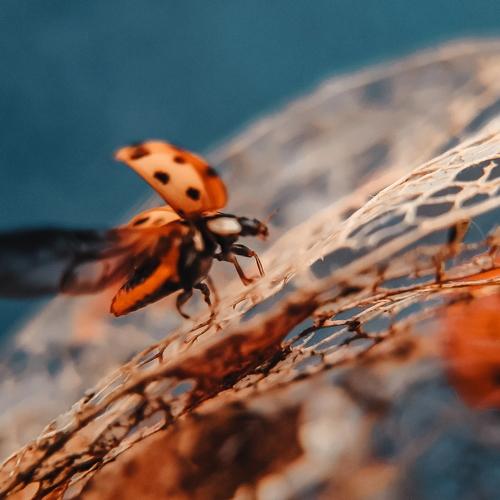 Photo #4382358