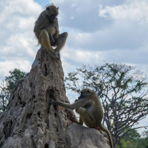 Photo #4382525