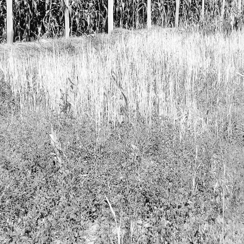 Photo #4383590