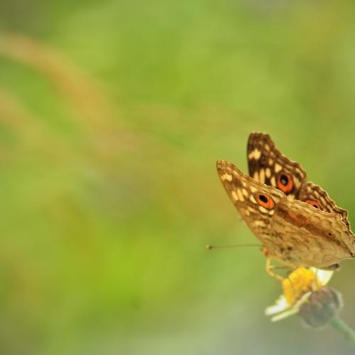 macro