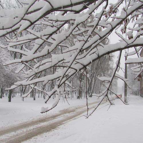 Photo #4385208