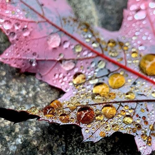Autumn