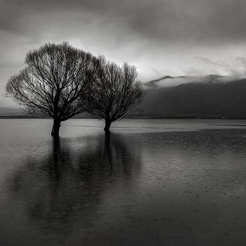 Dream trees
