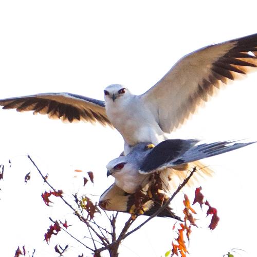 Photo #4386918