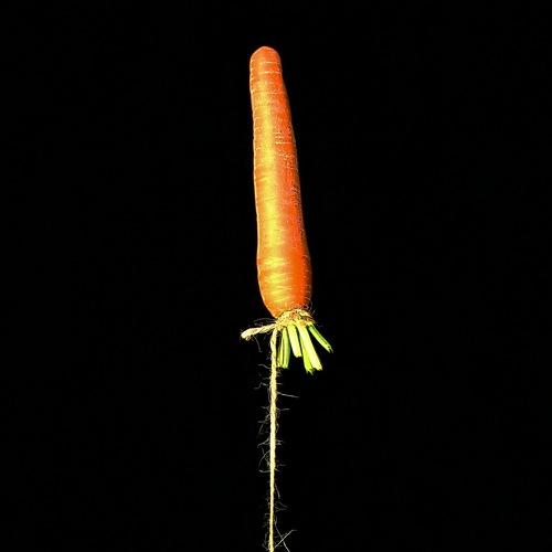 Photo #4387454
