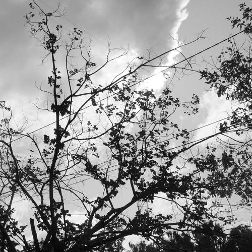 Photo #4389012