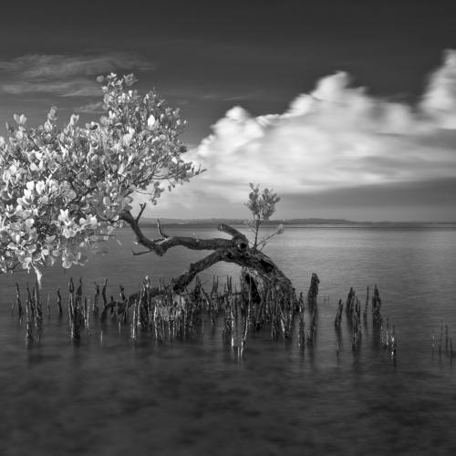 The Lonely Tree