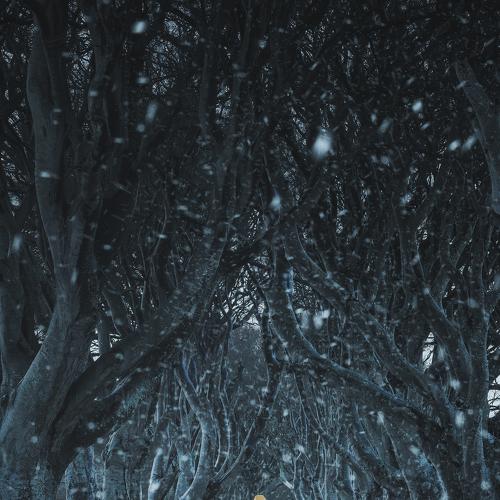 Photo #4389555