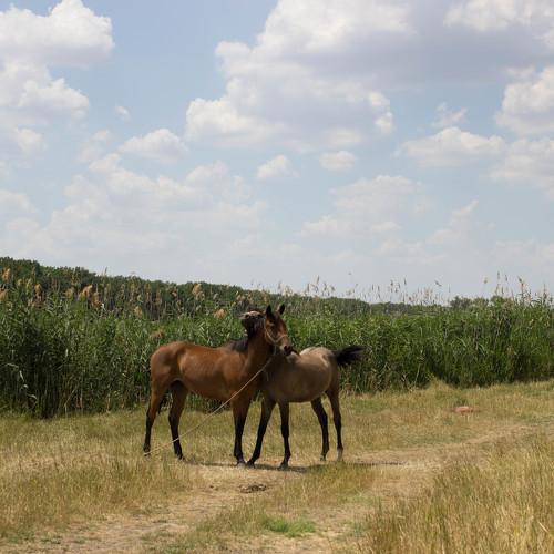 Photo #4390287