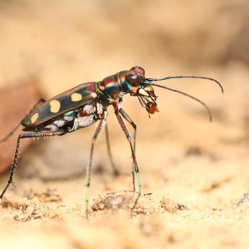 Tiger Beetle eat