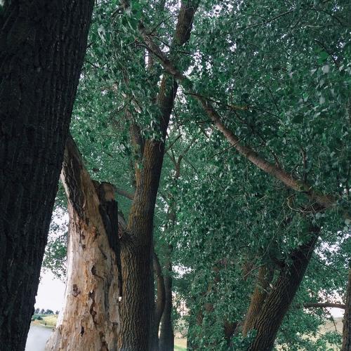 Photo #4392292