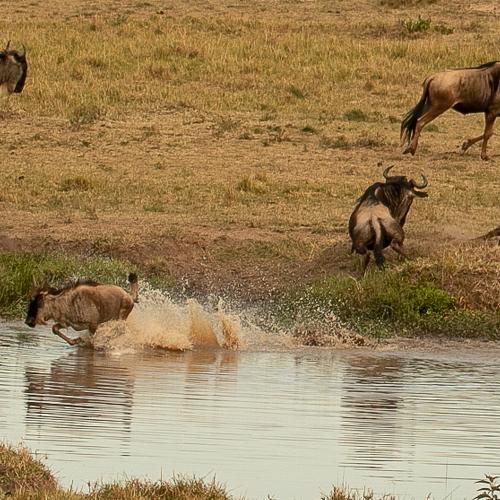 Hyena chasing baby Wildebeest