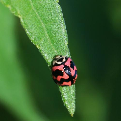 Macro