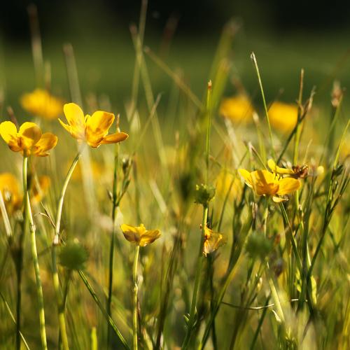 Photo #4397081