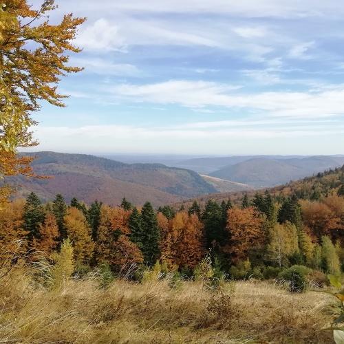 Photo #4397108