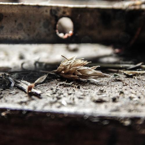 Photo #4397665