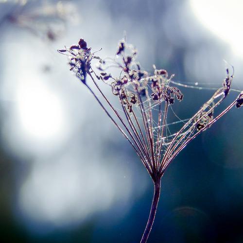 Photo #4398063