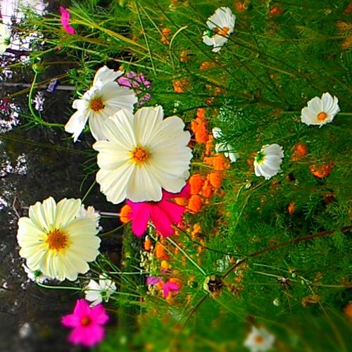 Photo #4398455