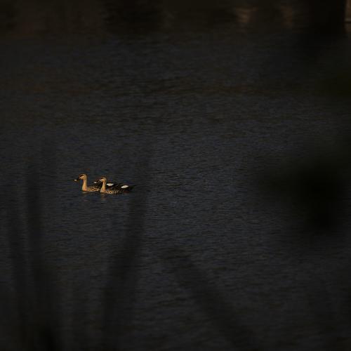 Photo #4398783
