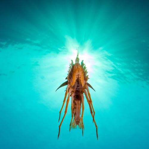 Из жизни гаммарусов