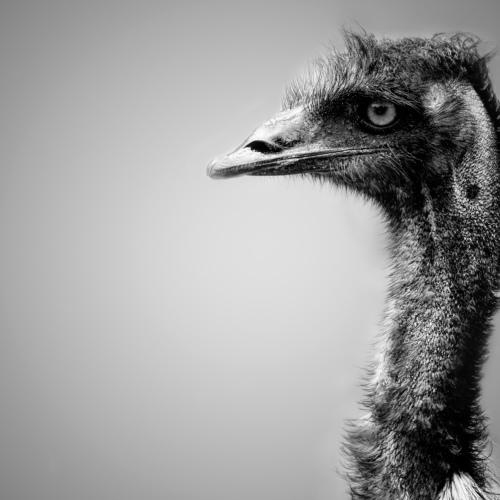 EMU