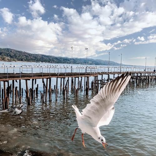 Photo #4399968
