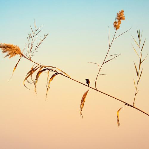 Photo #4401217