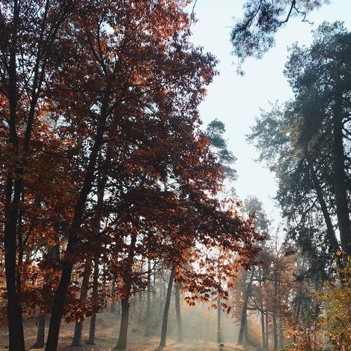 Photo #4401883