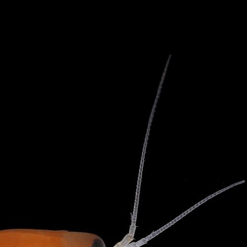 Ommatogammarus flavus (Dybowsky, 1874)