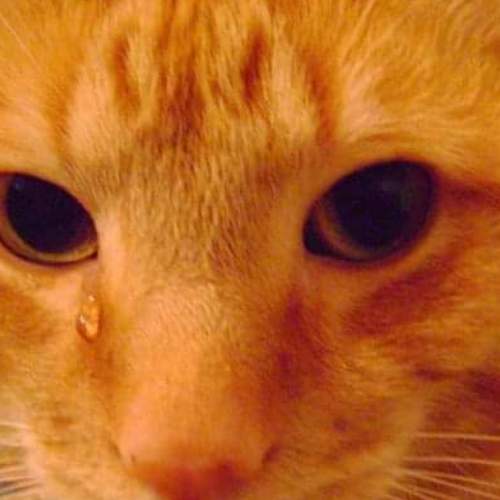 feline tear