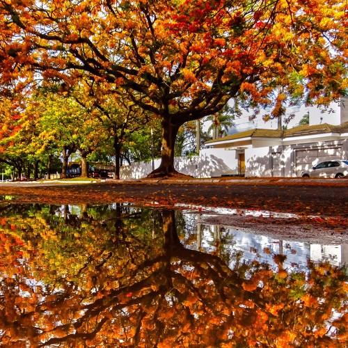 Flamboyant and reflection