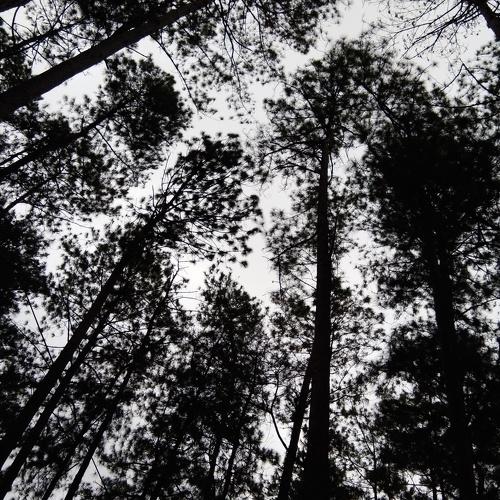 Photo #4403645