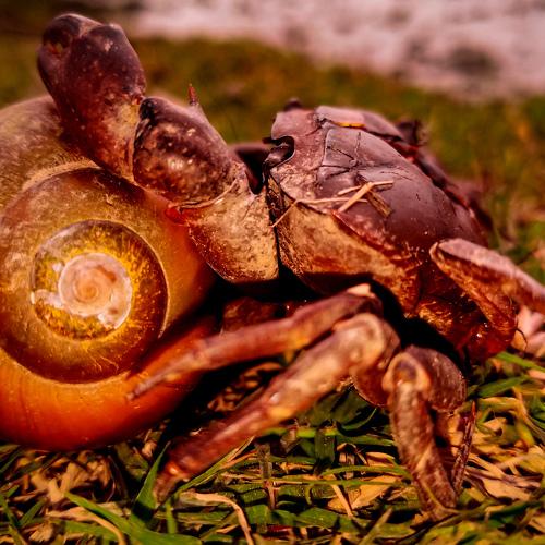 A Crab