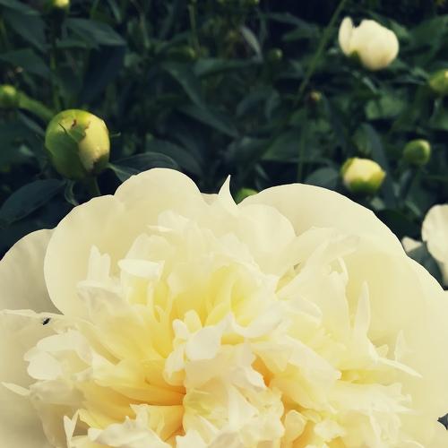 Photo #4403933
