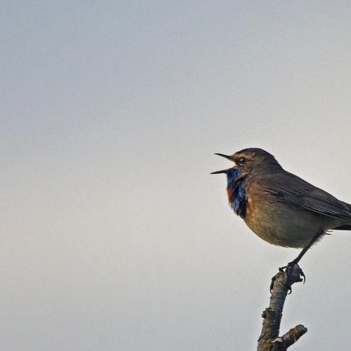 Photo #4404042