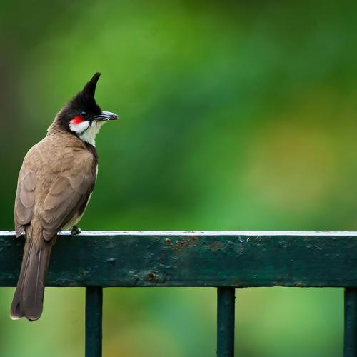 Red-Whiskered Bulbul