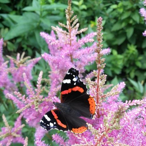 Photo #4406085