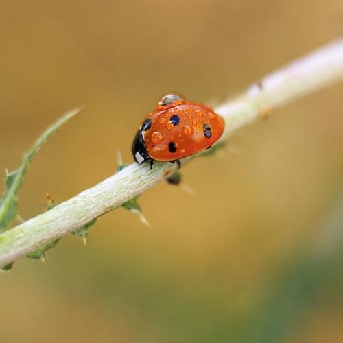 Ladybug