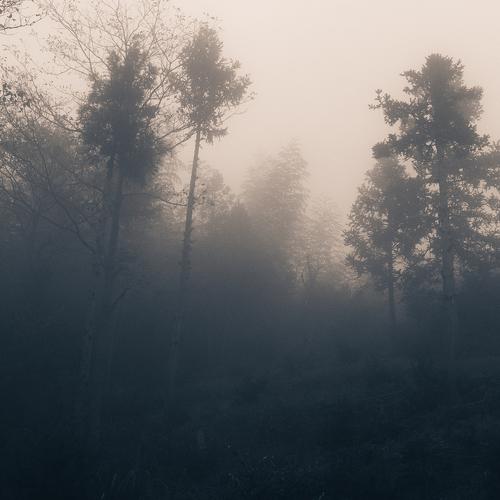 Photo #4407650