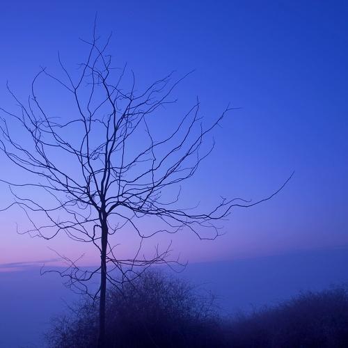 Photo #4408386