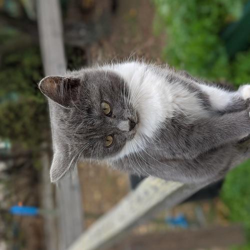 Photo #4408582