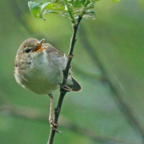 Photo #4408982