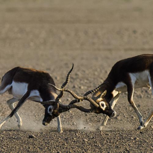 Photo #4409615