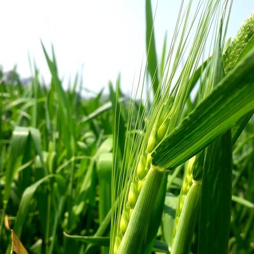 Photo #4411025