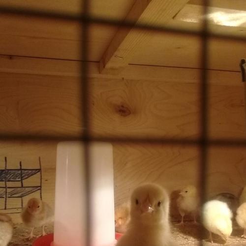 Photo #4411030