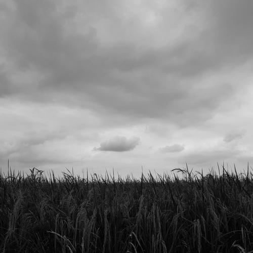 Photo #4411334