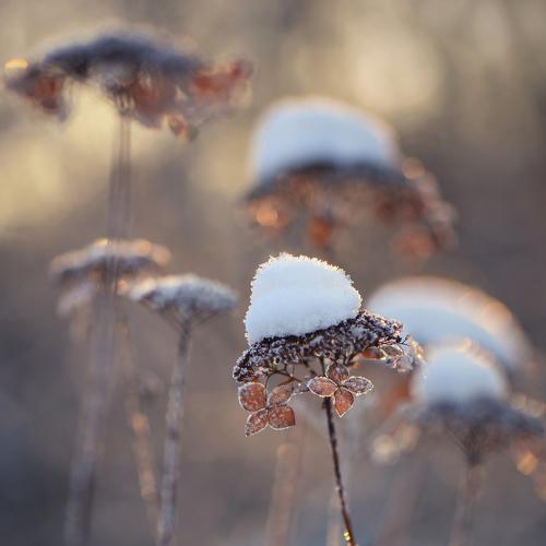 Photo #4411905