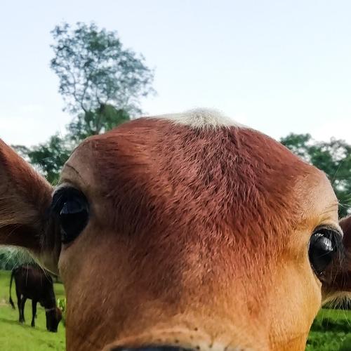Photo #4412037