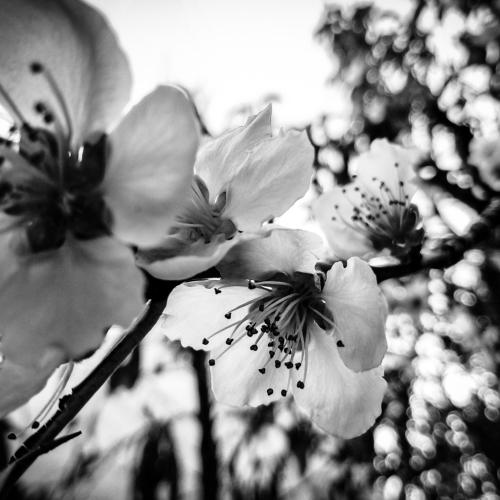 Ya viene la primavera? (Prunus persica)